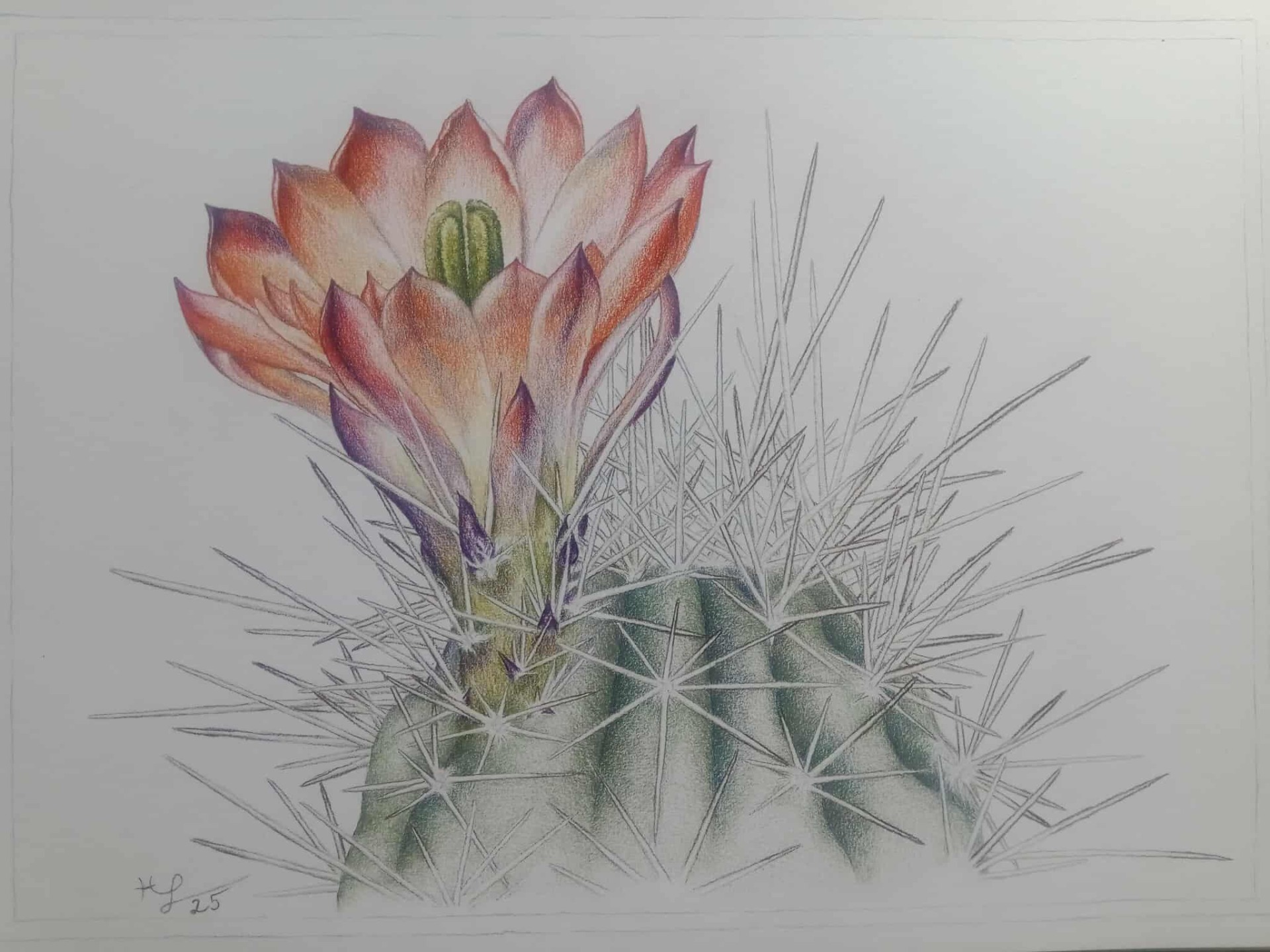 Nedokončený Echinocereus x roetteri