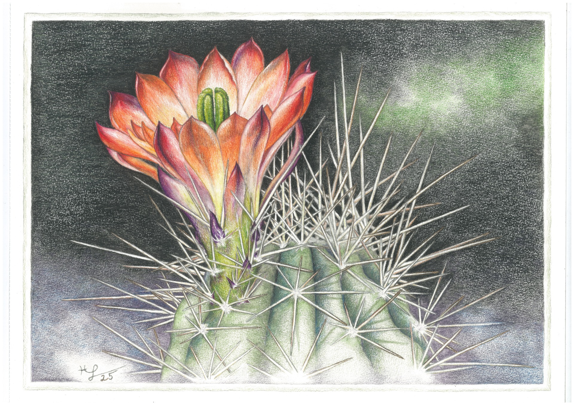 Echinocereus x roetteri