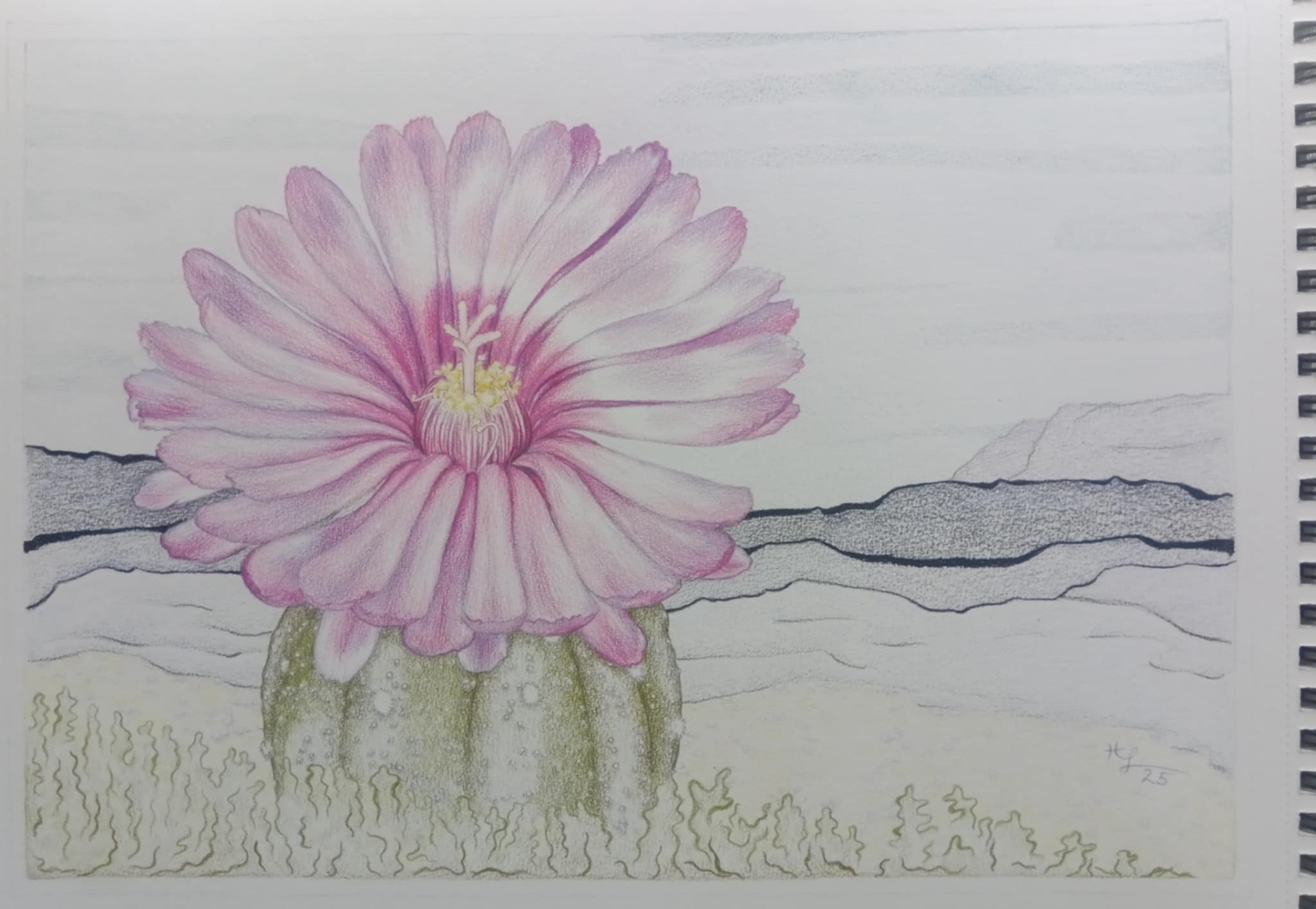 Nedokočený Astrophytum asterias Akabana